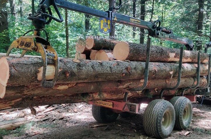 Două persoane din Cristolț cercetați penal pentru tăierea ilegală a 26 de arbori din pădure