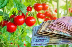 Încep plăţile pentru Programul Tomata: 3000 de euro/1000 mp cultivaţi