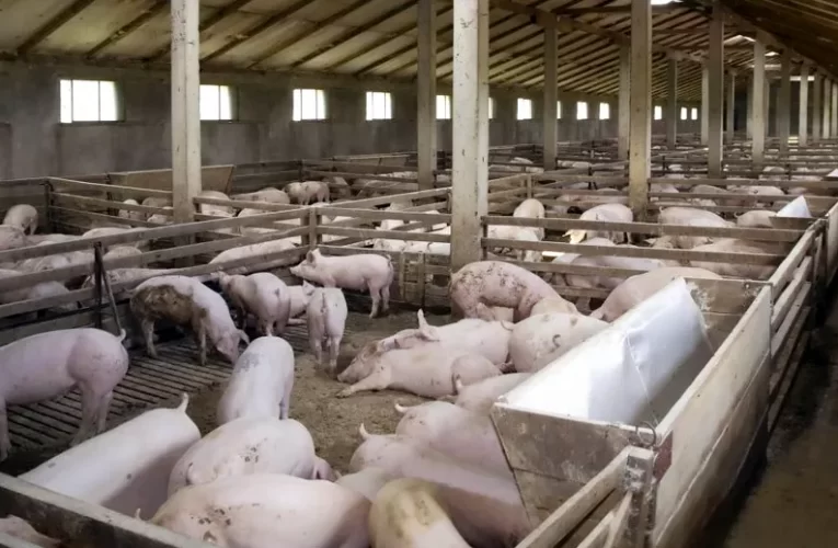 Mai mulți crescători de porci din Sălaj construiesc împreună o fermă de reproducție a suinelor!