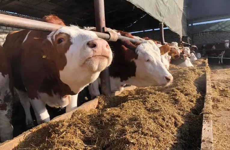 La o fermă din Sălaj, vacile ascultă Richard Clayderman