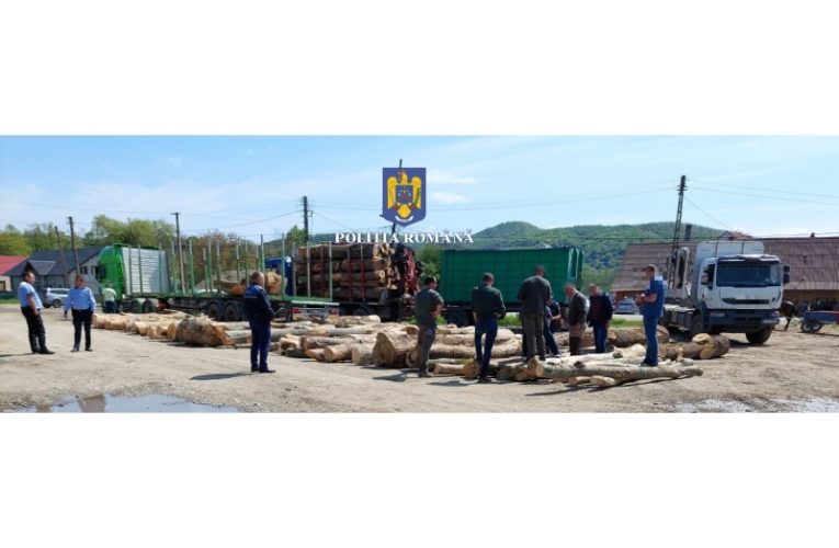 Polițiștii de la Silvic au disponibilizat patru camioane pline cu lemne