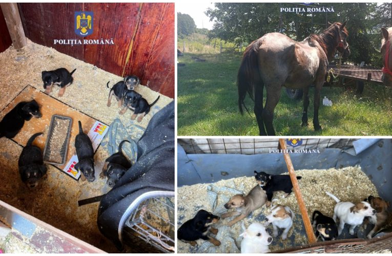 Animale lăsate nesupravegheate, plasate în adăpost de Poliția Animalelor Sălaj