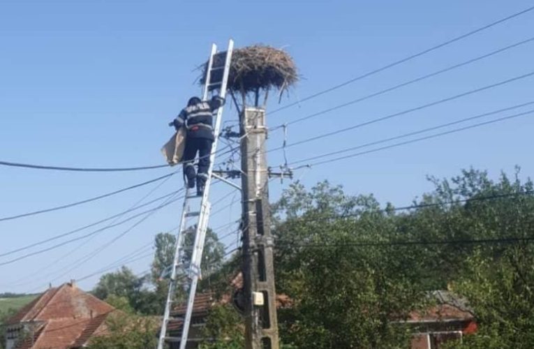 Misiune de salvare a unui pui de barză în localitatea Biușa