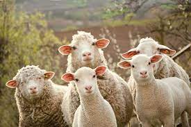 Fermierii sălăjeni au depășit 500.000 de capete de ovine și caprine, în creștere cu peste 21%