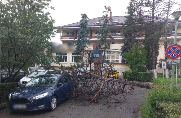 Copac cazut peste un autoturism la Zalău