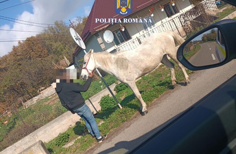 Bărbat reținut de polițiști pentru că a furat calul unui consătean