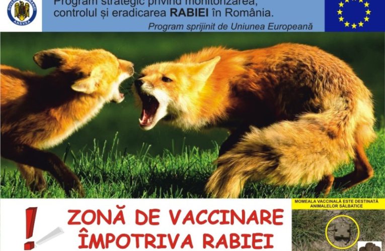 Acțiune a DSVSA Sălaj de vaccinare antirabic a vulpilor