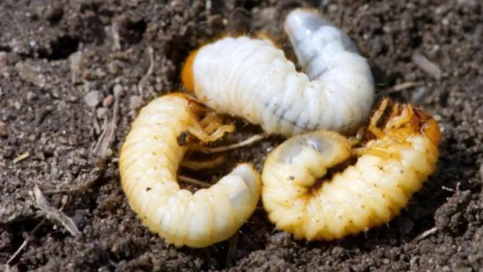 Larva gândacului de bălegar, aprobat pentru consum de Comisia Europeană