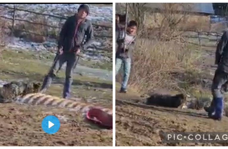 Un câine chinuit de doi minori din Fildu