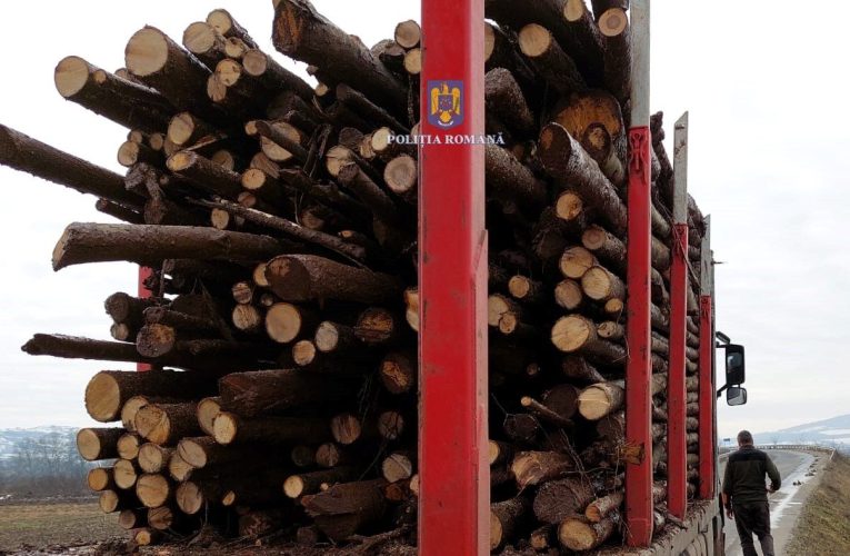 Delicte silvice constatate de polițiștii sălăjeni