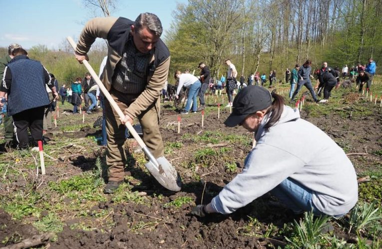 Prefectul Dari Toma a participat la o acțiune de împădurire