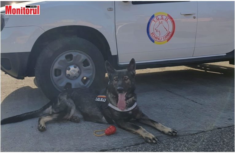 Câinele Bica, colega de nădejde a pompierilor sălăjeni