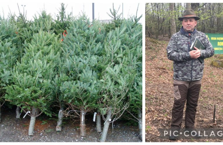 Direcția Silvică Sălaj scoate la vânzare peste 1000 de brazi cu 15-30 lei