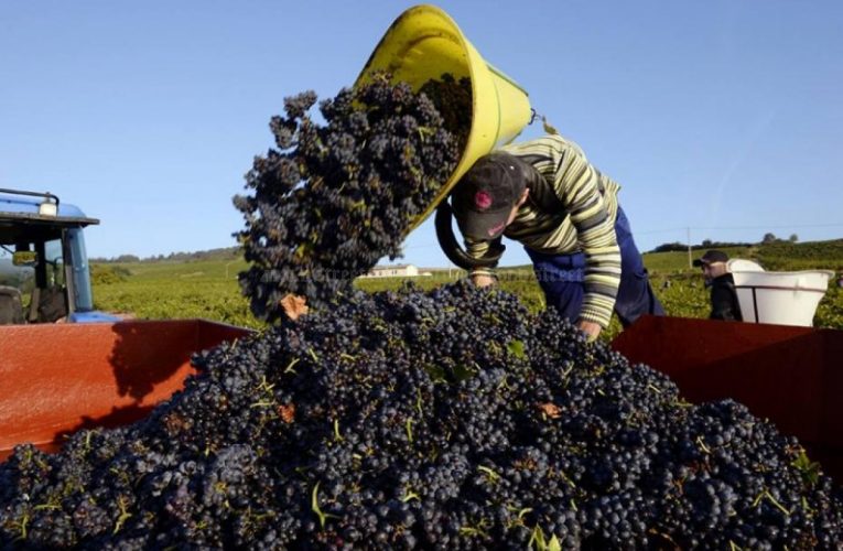 Doi cetățeni din Șamșud cercetați penal după ce au furat o tonă de struguri