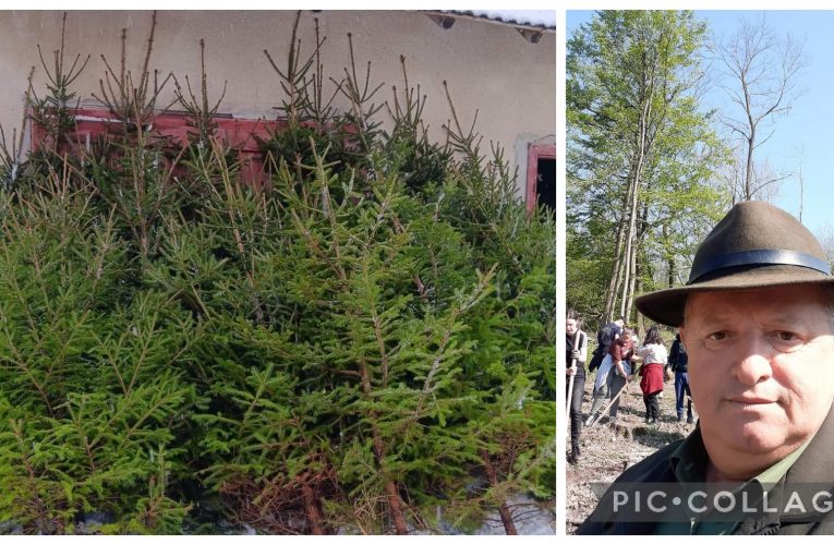 Ocolul Silvic Cehu Silvaniei a scos la vânzare 300 de brazi de Crăciun
