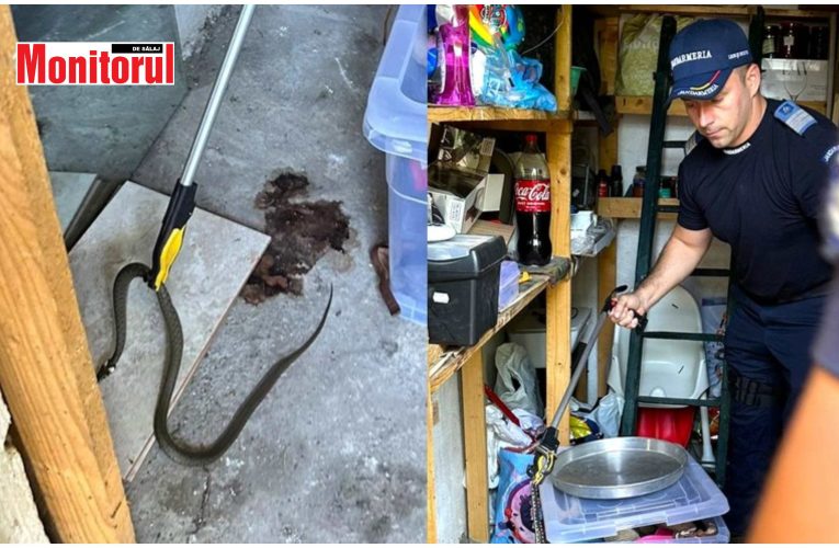 Jandarmii au prins al doilea șarpe, depistat într-o locuință
