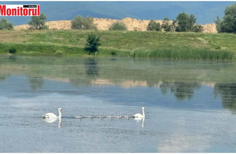 O nouă amenajare piscicolă pe Someș, în Letca