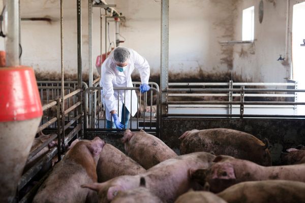 Focar de PPA la o fermă din Popeni. 1200 de porci vor fi sacrificați