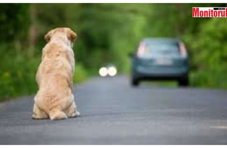 Câine din Sălaj găsit abandonat în județul Satu-Mare. Ce amendă riscă proprietarul