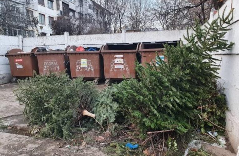 Citadin a început colectarea brazilor de Crăciun