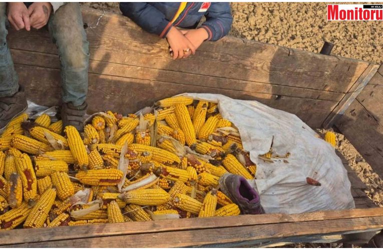 Doi bărbați din Românași prinși de Jandarmerie la furat de porumb