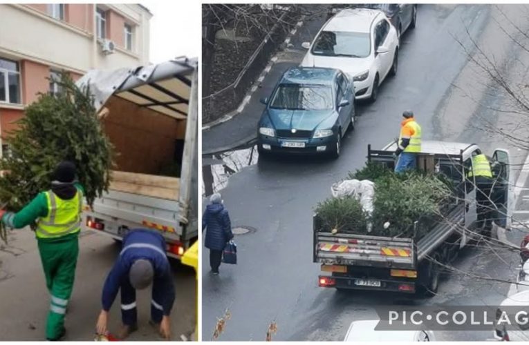 Citadin colectează toată luna ianuarie brazii de Crăciun