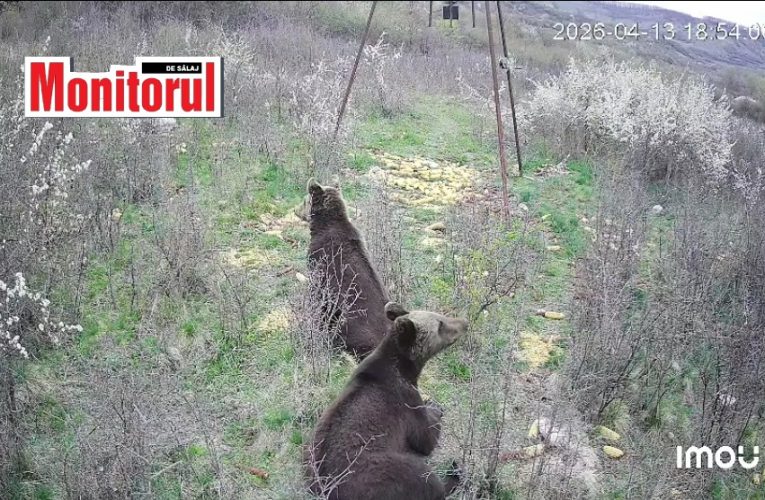 Urși prezenți în localitatea Hida