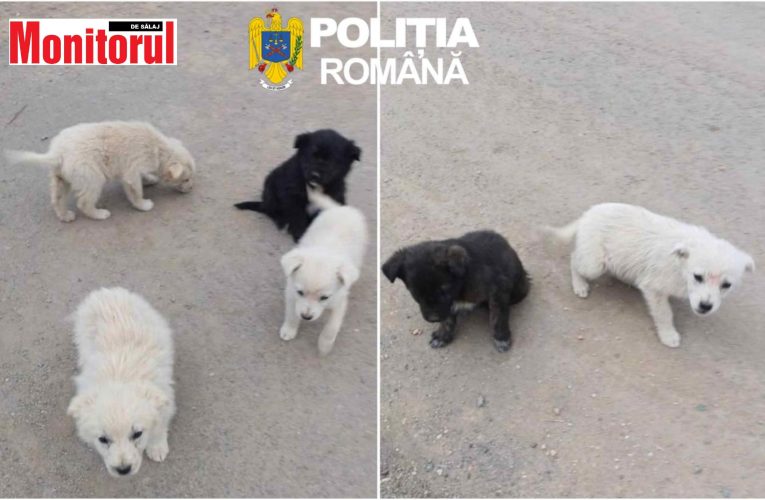 Sancționați de polițiștii din cadrul Biroului pentru Protecția Animalelor pentru abandon de animale