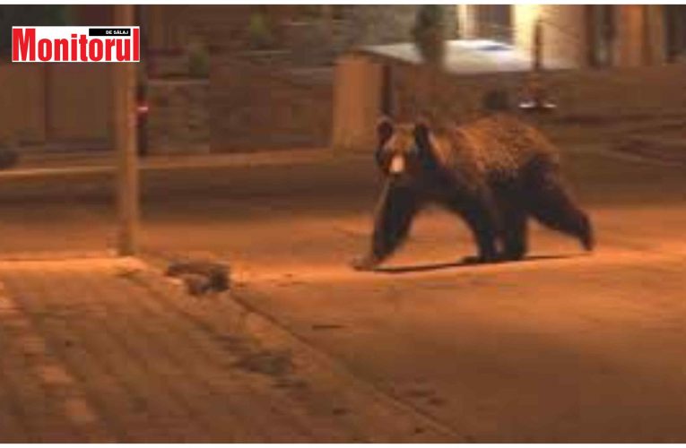 Viceprimarul Vlad Pașcalău anunță prezența urșilor în zona Jibou